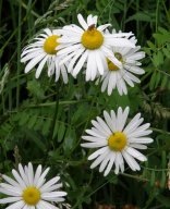 grande marguerite